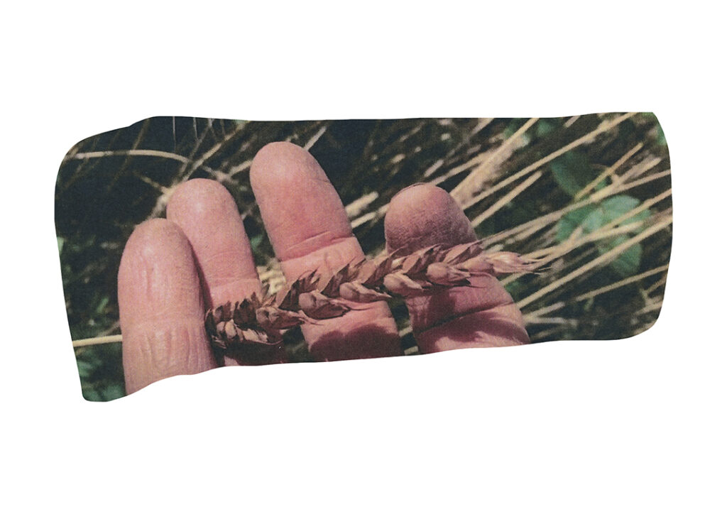 Alexandra Baumgartner "bread eaters chapter 1" 2021, Hand mit Weizenkorn