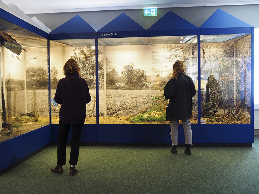 Lourenço Soares "The Naturalist's Doubt (knowledge & furniture), 2021, cake session #4